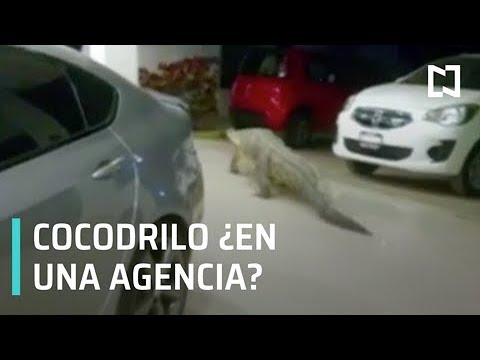 Cocodrilo aparece en agencia de carros en Puerto Vallarta, Jalisco – Las Noticias con Danielle