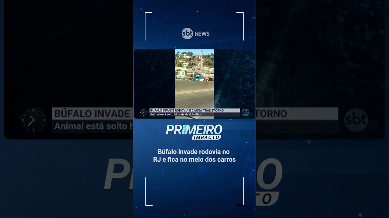 Búfalo invade rodovia no RJ e fica no meio dos carros