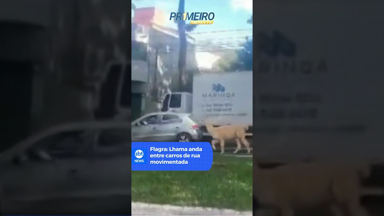 Flagra: Lhama anda entre carros de rua movimentada