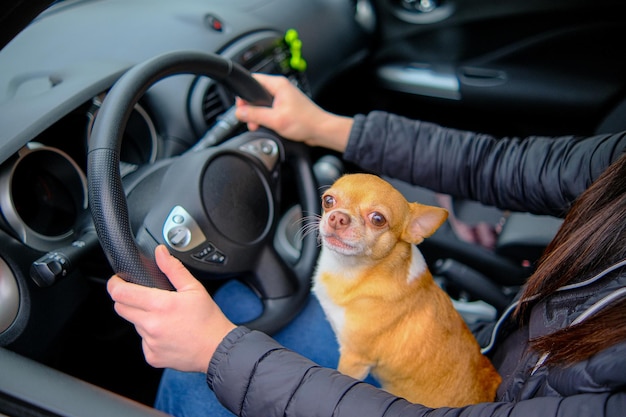 Transportando Chihuahuas Filhotes no Carro: Segurança e Conforto na Estrada